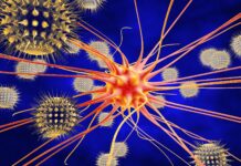 Mosquito mind